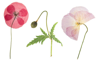 Pressed and dried flower poppy, isolated on white background. For use in scrapbooking, floristry or...