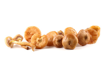 Honey fungus mushrooms