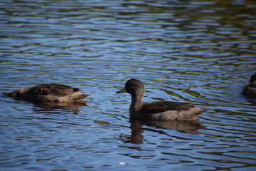 Aves silvestre del lago