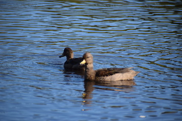Aves silvestre del lago
