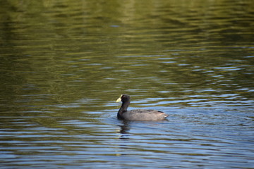 Aves silvestre del lago