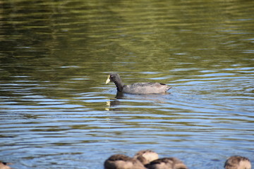Aves silvestre del lago