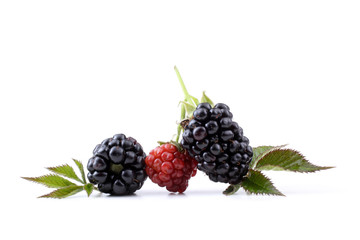Ripe and unripe blackberries