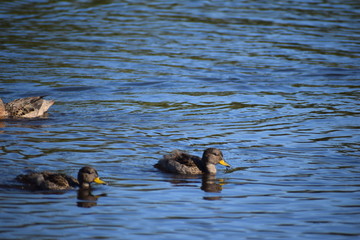 Aves silvestre del lago