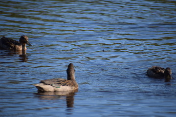 Aves silvestre del lago