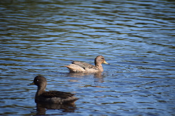 Aves silvestre del lago