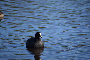 Aves silvestre del lago