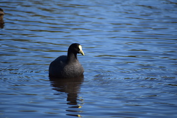 Aves silvestre del lago