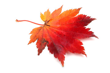 Autumn maple leaf