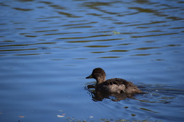 Aves Silvestres