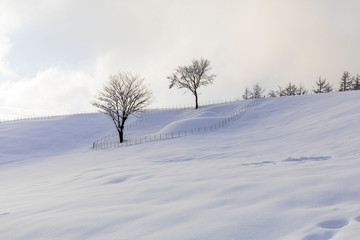 Daegwallyeong  Sheep Ranch in Gangwon Province in winter Snowfall