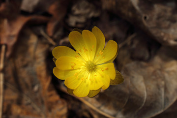 Adonis amurensis, Far Eastern snowdrop
