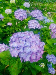 舞鶴自然文化園