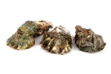 Oysters