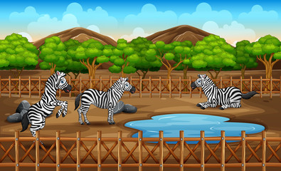 Scene with many zebra playing in the zoo park