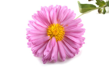 Pink chrysanthemum