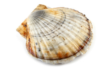 Scallop