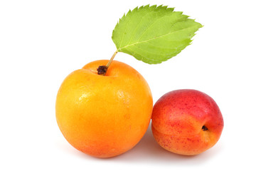 Apricots and leaf