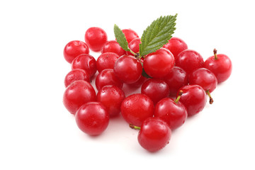 Far eastern cherry and leaves (Nanking cherry)