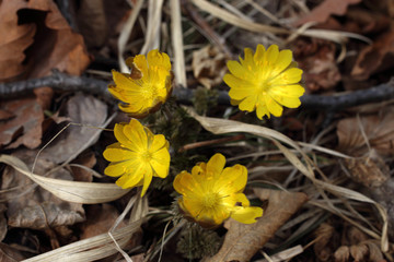 Adonis amurensis, Far Eastern snowdrop