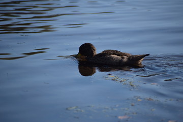 Aves Silvestres