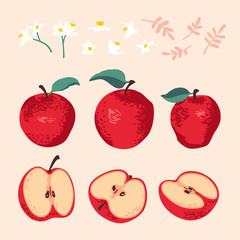 Vector summer set with apples, leaves and flowers isolated on white background