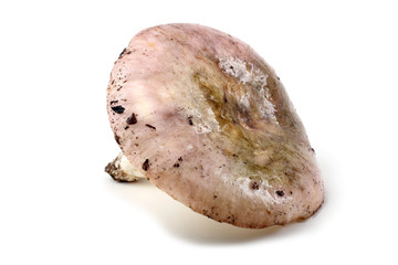 Pink russule mushroom