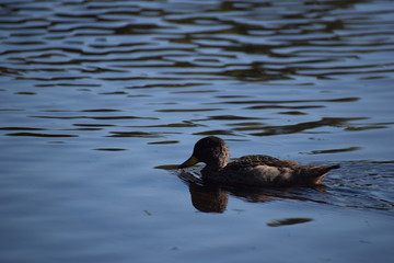 Aves Silvestres