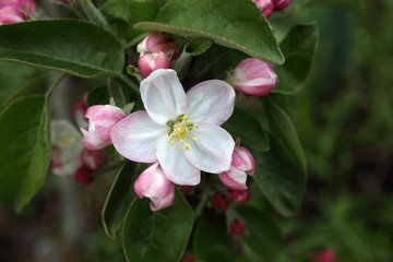 Obraz premium Apple flower and buds