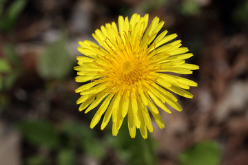 Dandelion