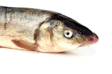 Rudd fishes
