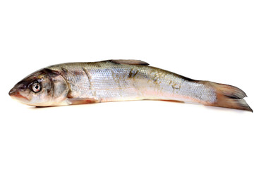 Rudd fishes