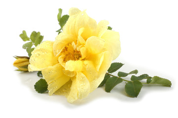 Yellow rose