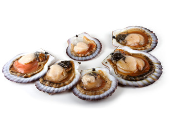 Opened scallops