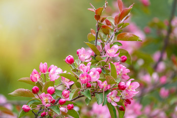 Fresh white and pink flowers of a blossoming apple tree in sunset light