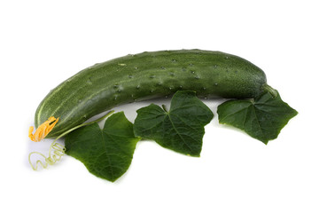 Cucumber, leaves and tendril