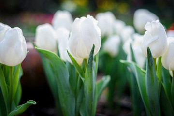 Beautiful white tulips flower in green house garden