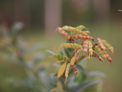 Cajanus canja L Millsp, Common name Pigeonpea belonging to the Leguminosae family or Kadios name