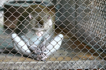 Monky at the zoo 