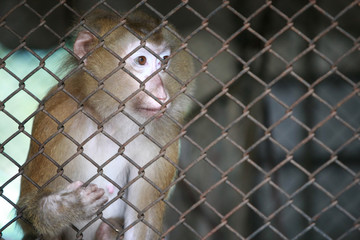 Monky at the zoo 