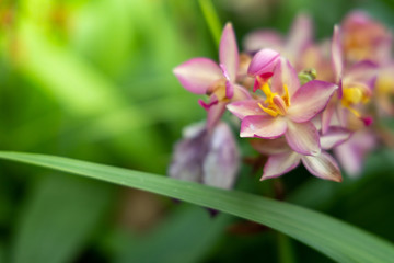 Beautiful blooming orchids in forest