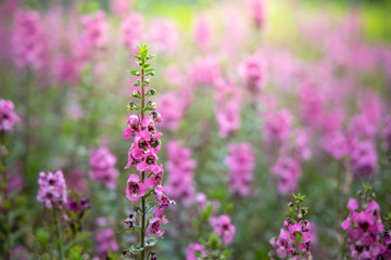 The background image of the colorful flowers