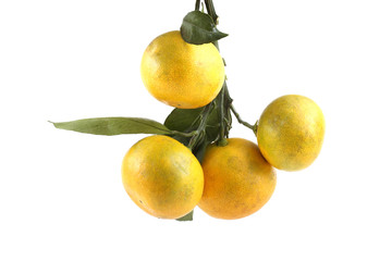 Cluster of mandarin oranges