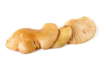 Yellow oyster mushrooms.