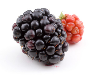 Ripe and unripe blackberries