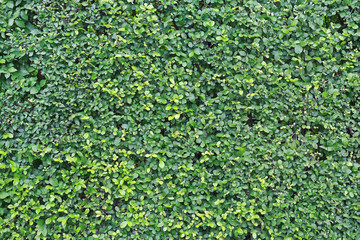 Green leaves wall background. Decorative leaf texture.