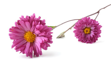Two chrysanthemum flowers
