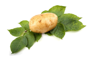 Cream color potatoes on leaves