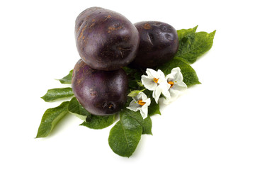 Violet potatoes and flowers on leaves