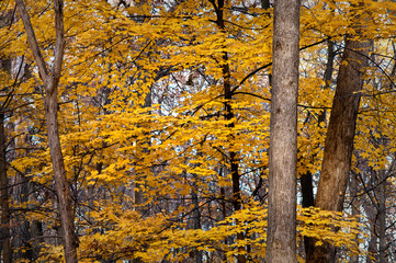 Maple trees show off their autumn colors in the deciduous woodlands of North America.